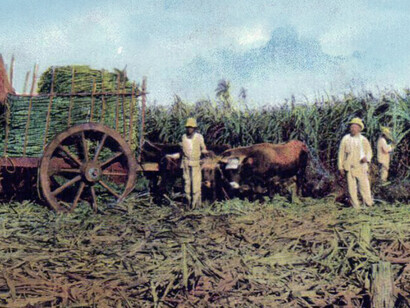 Cortando caña de azúcar, 1903, Cuba