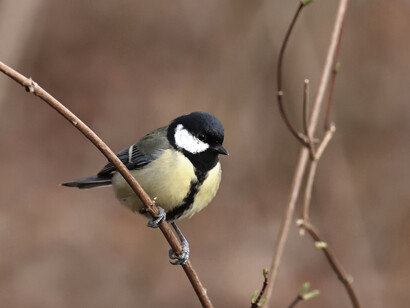 A songbird perched on a branch