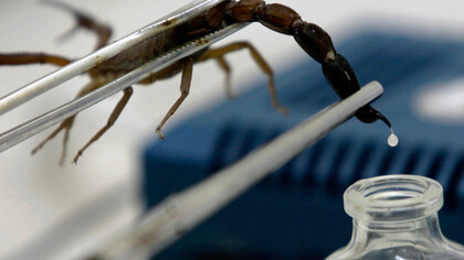 La extracción del veneno