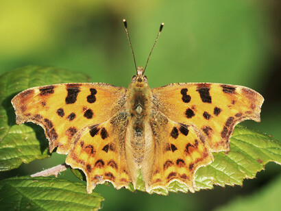Comma butterflies engage in frequent territorial battles © Gehan de Silva