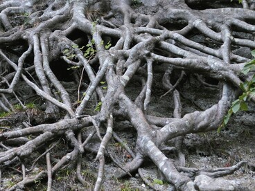 Più che una ricerca di prestigio sociale, l'indagine genealogica può diventare un viaggio di conoscenza che restituisce voce a individui altrimenti destinati all'oblio del tempo