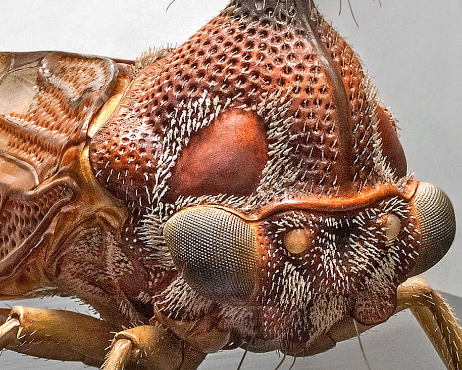 Keller’s Insect Models. Courtesy of Museum für Naturkunde