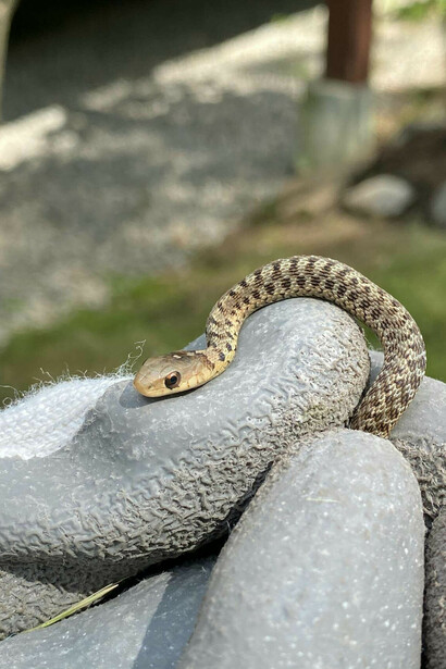 Serpente strisciante sopra le pietre