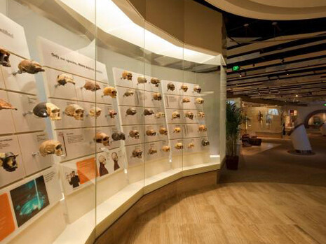 David H. Koch Hall of Human Origins. Courtesy of Smithsonian's National Museum of Natural History