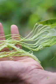 Pineapple leaf fibers