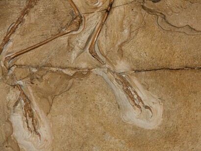 Particolare delle zampe del fossile di Archaeopteryx, esposto al Museum für Naturkunde di Berlino, Germania