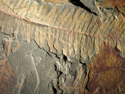 The evolution of Monte Pisano. Courtesy of Museo di Storia Naturale