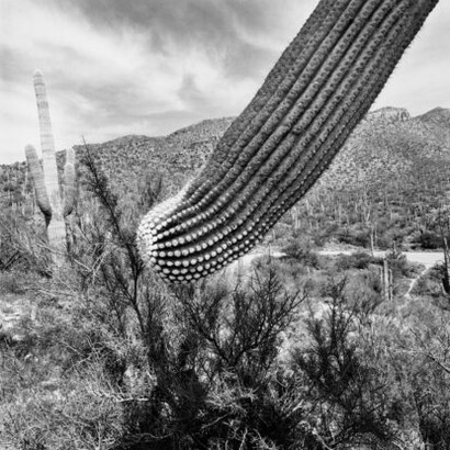LEE FRIEDLANDER, Sonoran Desert, Arizona, 1995. Courtesy of Fraenkel Gallery