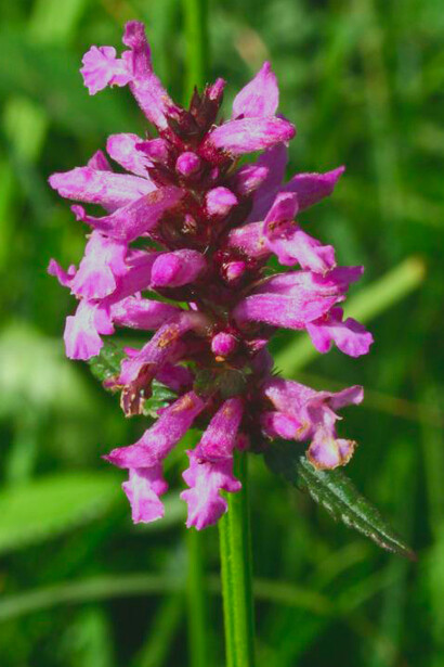 Grande fra le erbe, così veniva definita la betonica