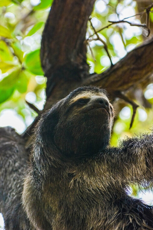 As preguiças que hoje são animais pequenos que se alimentam das folhas das árvores, antes eram muito maiores