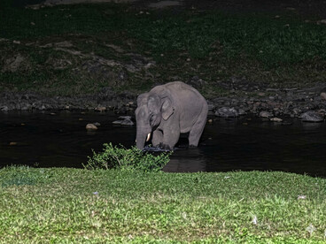 Dans les eaux calmes du Kerala nocturne, l’éléphant incarne une liberté intacte : celle que certains voyageurs, confrontés à l’arbitraire, ont vu leur être brutalement retirée