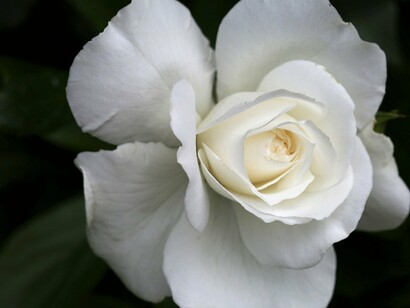 Parole che entrano in intimità con la Natura 