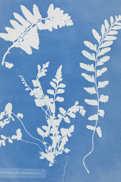 Photogram of a Asplenium marinum (Asplenium marinum) © Anna Atkins / Loan of
Rijksmuseum