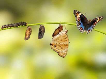 Chrysalis engages your future possibilities through your imaginal powers