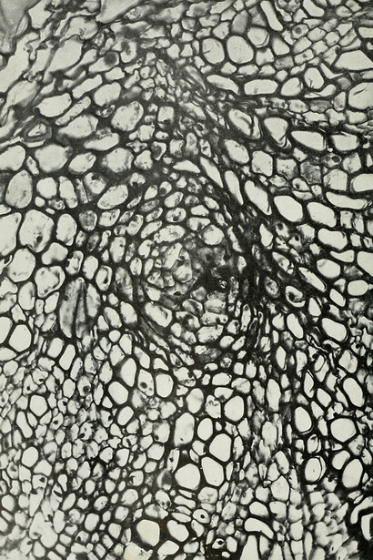 Agrobacterium tumefaciens. Bureau of Plant Industry, Soils, and Agricultural Engineering (1912). Esta bacteria actúa como un agente genético natural, al insertar su ADN en las células del árbol y provocar tumores vegetales