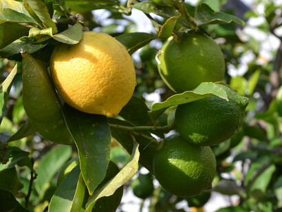 Un limón en el árbol