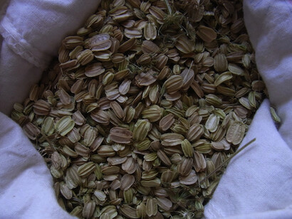 Semi di Angelica Archangelica