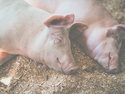 La peste suina africana e i maiali. Nel 2014 il virus ha raggiunto i paesi dell’Unione Europea (Lituania, Paesi Baltici, Polonia)