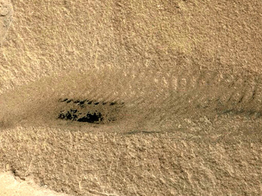 Dawn of Life. Courtesy of ROM