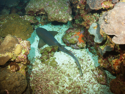 El trabajo no se limitaba al recurso pelágico, también se trabajaba mucho en el litoral y el recurso pesquero era vital