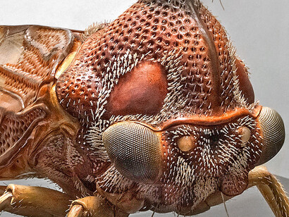 Keller’s Insect Models. Courtesy of Museum für Naturkunde