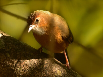 Tawny babbler, Panchagani © Ashish Kothari