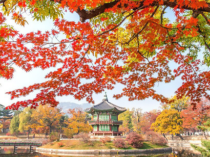 Experience the enchanting beauty of autumn at Gyeongbukgung Palace in Korea, where vibrant red trees adorn the landscape, offering a breathtaking spectacle of nature's splendor