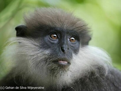 Purple-faced Leaf Monkey