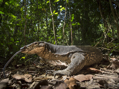 Sundaland, Varanus palawanensis 