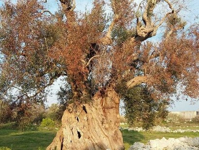 Xylella in Salento, Puglia. Si tratta di un batterio che colpisce le piante 