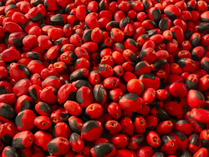 Semillas de huayruro