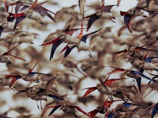 Nicholas Hall, Untitled (birds), 2013, Collage paper cut-out, 10” x 19.75”