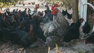 Galinheiro. Às vezes passo horas pastoreando as galinhas aqui na quinta. Me divirto ao vê-las ciscando o chão enquanto o Reiki se finge de bravo, como se fosse um cão de guarda a serviço do mundo