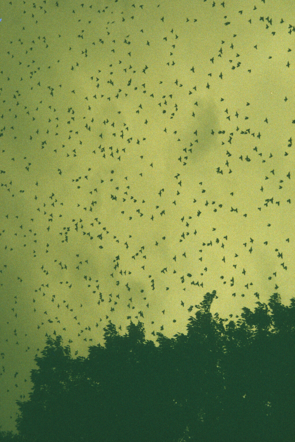 Les oiseaux de Marseille, 1998, tirage Fresson sur papier, 60 x 80 cm, édition 5/10, © Dolorès Marat, Courtesy Galerie Françoise Besson et Dolorès Marat 