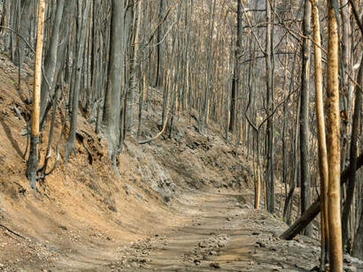 A charred forest with blackened trees, illustrating the devastating effects of the climate crisis