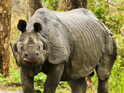 National Chambal Sanctuary 