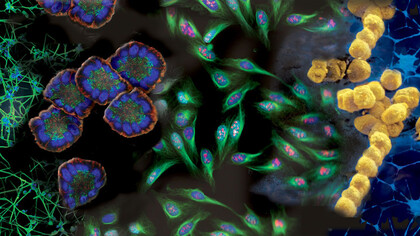 Cell Growth and Differentiation