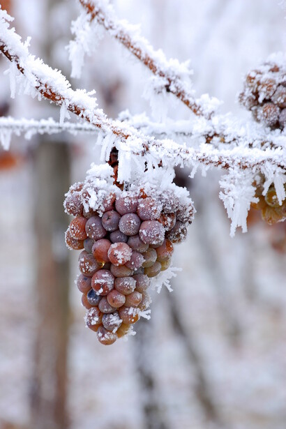 Winter Eiswein