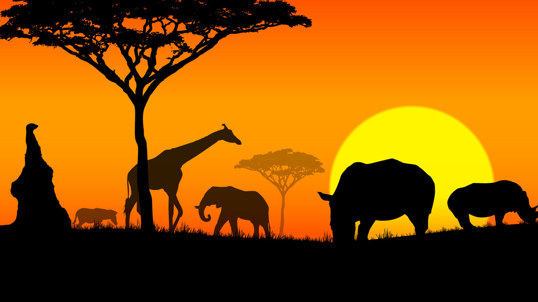 Animales en la puesta del sol