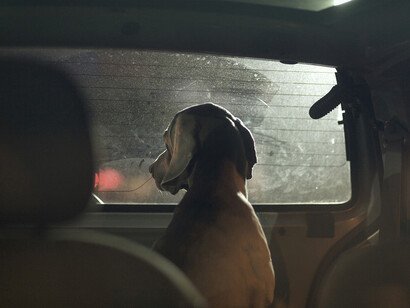  Martin Usborne, Hector 2, 2012, Archival C-type sur papier mat, 61 x 91,4 cm, Edition de 10