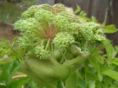 Angelica (Angelica archangelica)