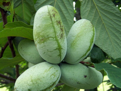 The Pawpaw tree