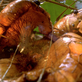 Peter Fischli and David Weiss, Untitled (Funghi 30) (detail), 1998/2008. Courtesy of Galerie Eva Presenhuber