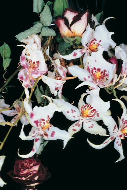 Nobuyoshi Araki, serie Flowers, dettaglio © Nobuyoshi Araki Courtesy Fondazione Cassa di Risparmio di Modena