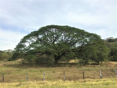 Guanacaste (Enterolobium cyclocarpum), común como árbol de sombra para el ganado en los potreros de la provincia homónima, en Costa Rica. Foto: Daniel Molina Castro