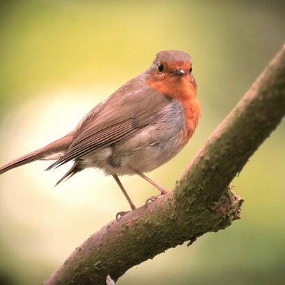 Erithacus rubecula (Petirrojo europeo), habita todo el año en Europa y migra parcialmente al continente africano