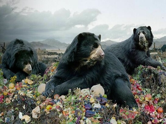 Untitled #152, 2008, From the series Until the Kingdom Comes, C-Print, 62″ × 96″