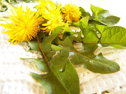 Tarassaco, fiori e foglie