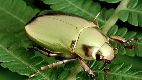 Plusiotis resplendens