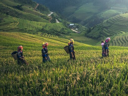 A group of women walking through a field, showing how boosting farming will lead to more development